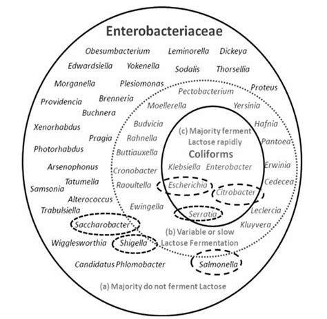 enterobacteriaceae pronunciation|enterobacteriaceae list of bacteria.